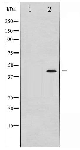 Polyclonal Rabbit anti-Human MEK1 + MEK2 Antibody (phospho-Ser221, IHC, WB)