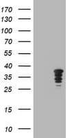 JUN / c-Jun Antibody (clone OTI2B2)