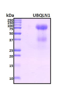 Human UBQLN1 / Ubiquilin Protein (Recombinant 6His, N-terminus)