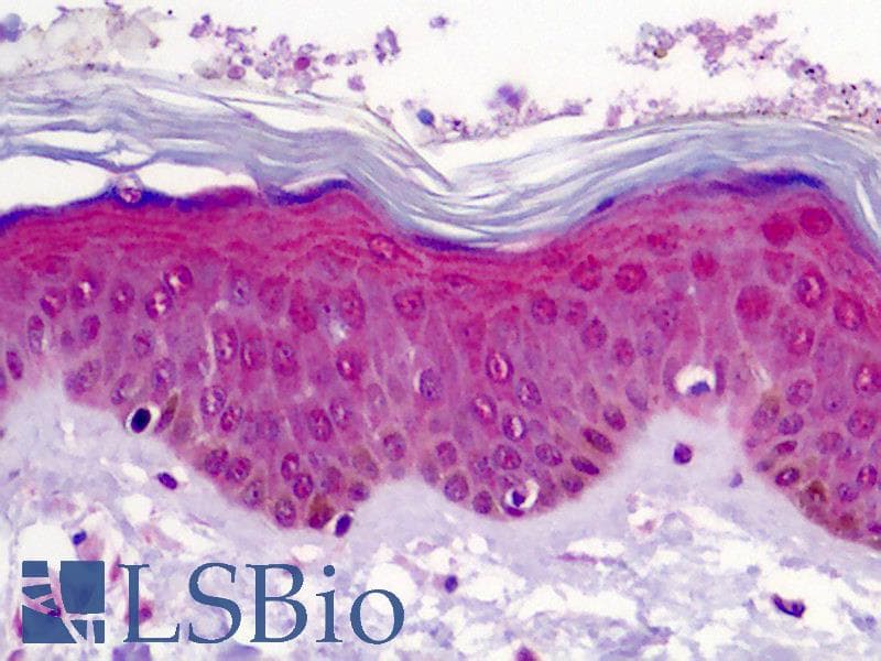 IHC-plus™ WNT3A Antibody