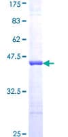 Human FABP7 / BLBP / MRG Protein (Recombinant GST)