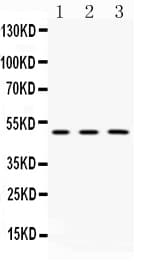 CNPase Antibody