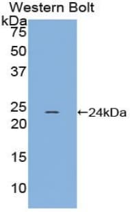 GREM1 / Gremlin-1 Antibody (aa27-184, APC)