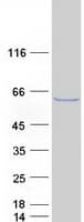Human IPCEF1 / PIP3E Protein (Recombinant Myc-DDK (Flag))