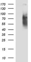 CD44 Antibody (clone OTI1C8)