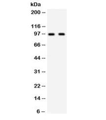 Polyclonal Rabbit anti-Human CD22 Antibody (IHC, WB)
