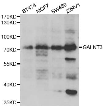 GALNT3 Antibody