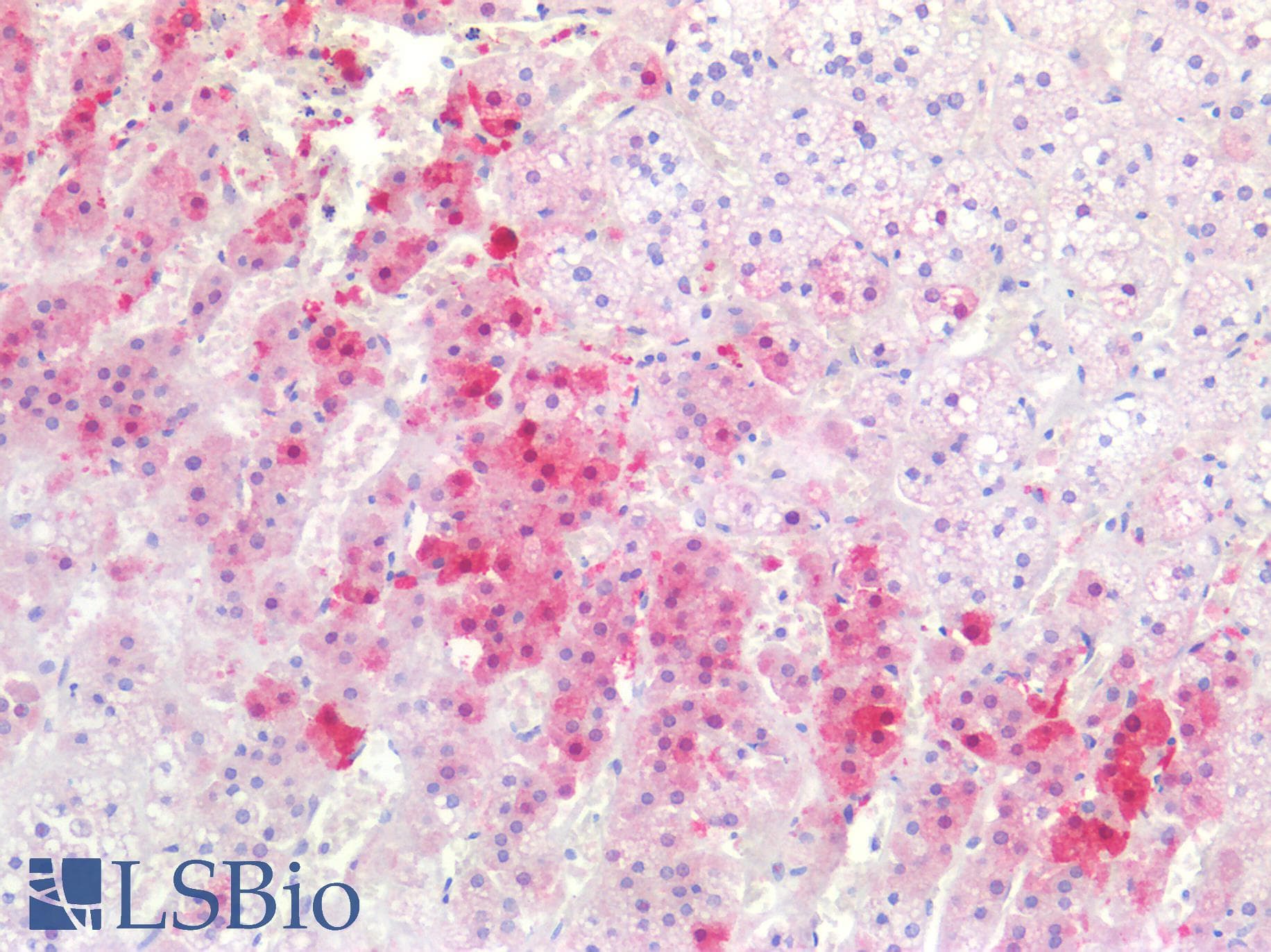 IHC-plus™ Monoclonal Mouse anti-Human SULT2A1 / Sulfotransferase 2A1 Antibody (clone AT13E10, IHC, IF, WB)