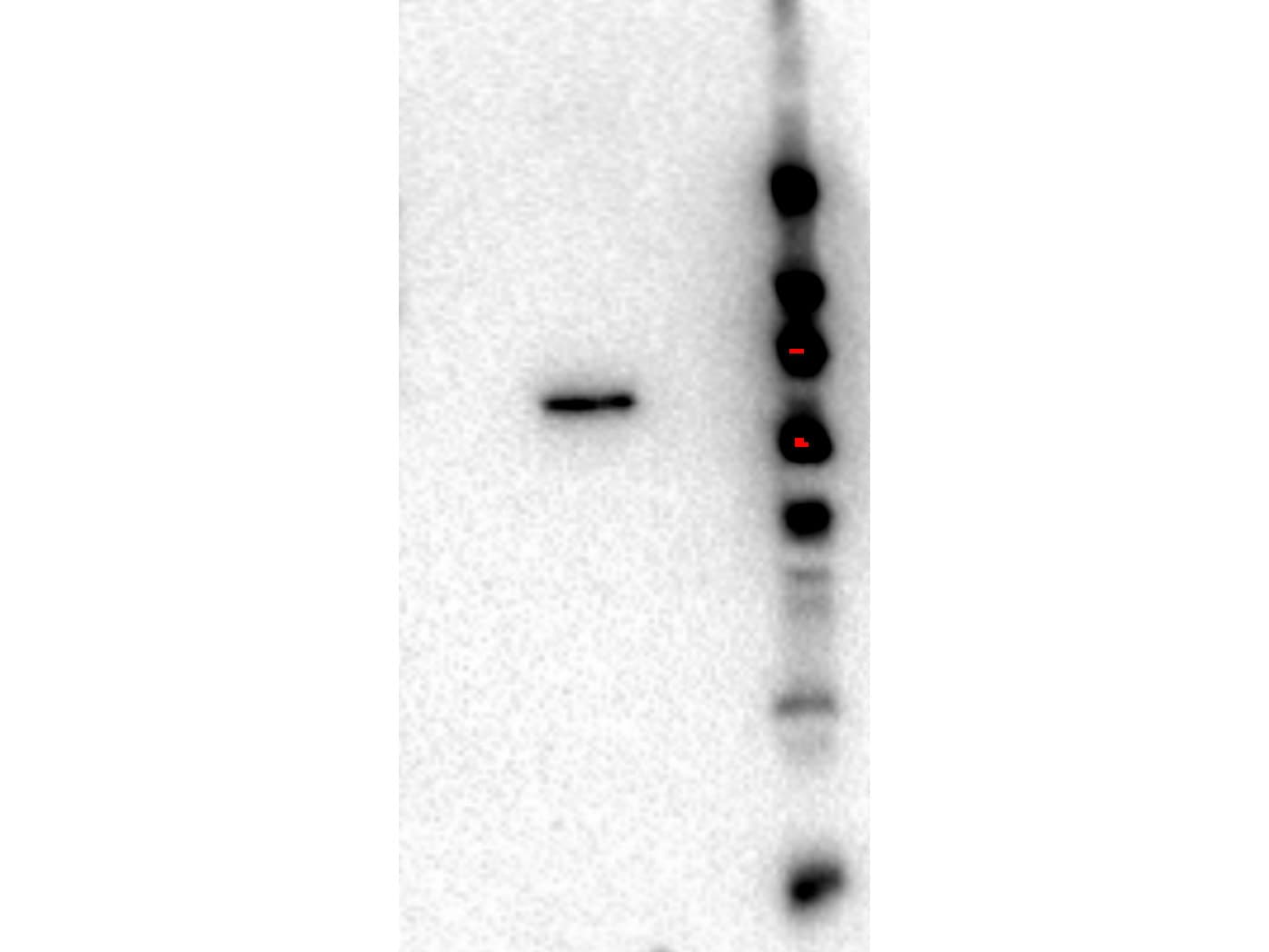 AKT2 Antibody (Internal, clone 11F6.B2)