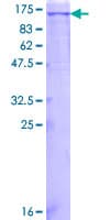Human c-Kit / CD117 Protein (Recombinant GST)
