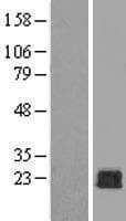 RAC1 Protein (Over-Expression Lysate Myc-DDK (Flag))