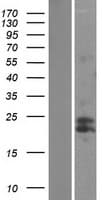 MtTFA / TFAM Protein (Over-Expression Lysate Myc-DDK (Flag))
