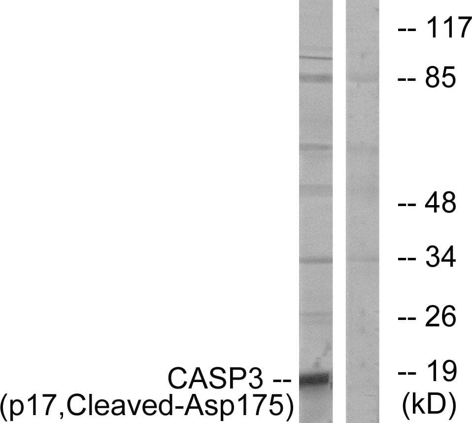 CASP3 / Caspase 3 Antibody (p17, Cleaved-Asp175)