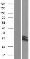 PPIF / Cyclophilin F Protein (Over-Expression Lysate Myc-DDK (Flag))
