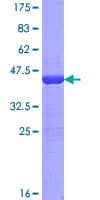 Human PPIA / Cyclophilin A Protein (Recombinant GST)