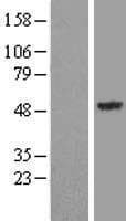 SYT13 Protein (Over-Expression Lysate Myc-DDK (Flag))