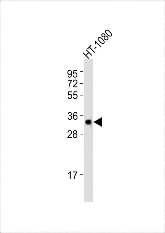 APG5 / ATG5 Antibody (aa128-160)