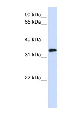 MBD3 Antibody (aa72-121)