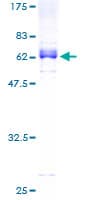 Human ZNF2 Protein (Recombinant GST)
