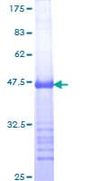 Human MDM4 / MDMX Protein (Recombinant GST, N-terminus)