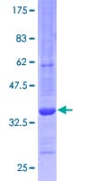 Human POLR2L Protein (Recombinant GST)