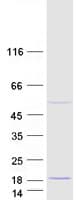 Human CDPF1 Protein (Recombinant Myc-DDK (Flag))