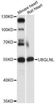Polyclonal Rabbit anti-Human UBQLNL Antibody (WB)