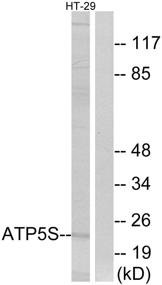 ATP5S Antibody