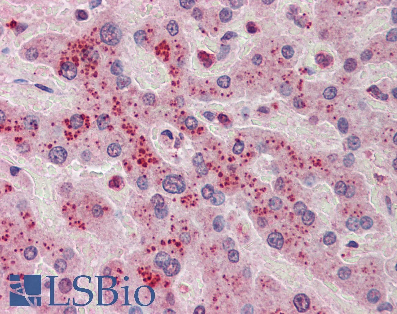 NDRG2 Antibody (C-Terminus, FITC)