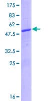 Human PSMB1 Protein (Recombinant GST)