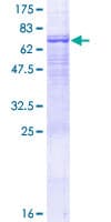 Human PSG6 Protein (Recombinant GST)
