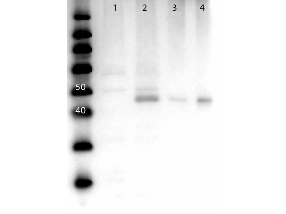 MAP2K2 / MKK2 / MEK2 Antibody (N-Terminus)