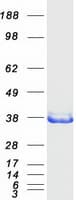Human NIT1 Protein (Recombinant Myc-DDK (Flag))