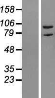 DSTYK / RIPK5 Protein (Over-Expression Lysate Myc-DDK (Flag))