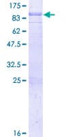 Human SH2D3A / NSP1 Protein (Recombinant GST)