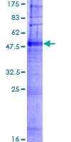Human OR2B3 Protein (Recombinant GST)