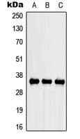 Osteonectin / SPARC Antibody (Internal)
