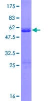 Human DDIT3 / CHOP Protein (Recombinant GST)