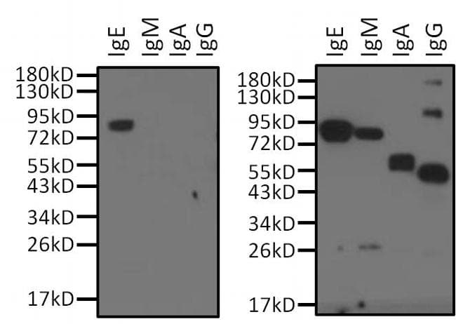 Mouse Anti-Human IgE Secondary Antibody (clone F4-#16)