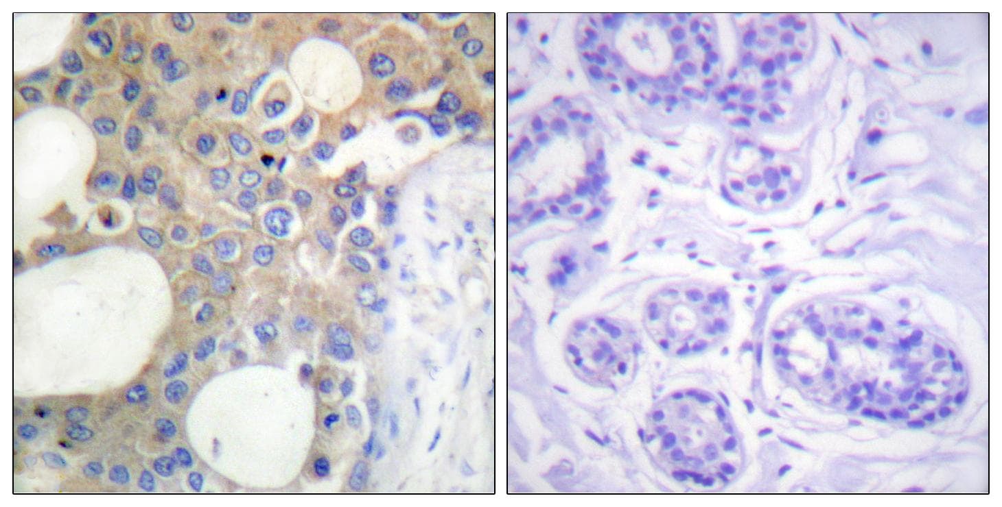 EMA / MUC1 Antibody (Ab-1229)