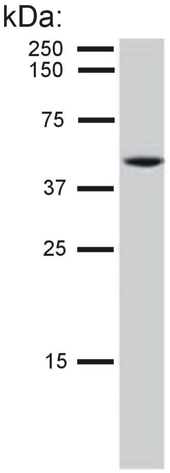 Monoclonal Mouse anti-Bovine KRT8 / CK8 / Cytokeratin 8 Antibody (clone C-51, IHC, WB)