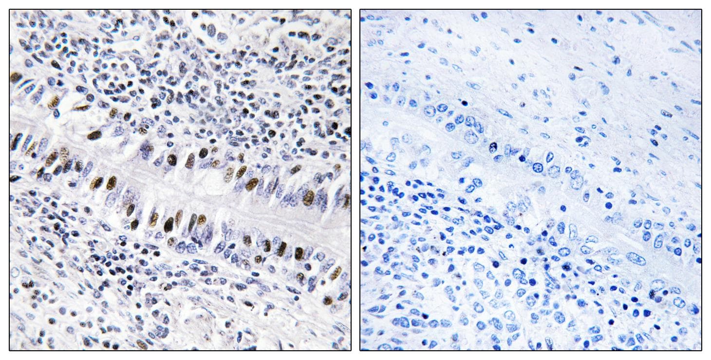 ZNF76 Antibody
