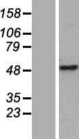 CWC25 Protein (Over-Expression Lysate Myc-DDK (Flag))