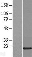 HMGIY / HMGA1 Protein (Over-Expression Lysate Myc-DDK (Flag))