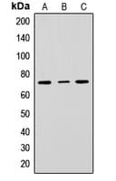 LY9 / CD229 Antibody (Internal)