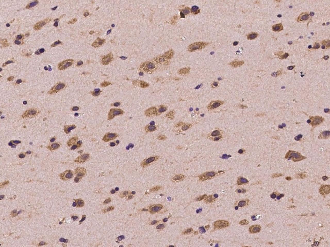 FXR1 Antibody