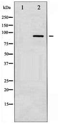 PKC / Protein Kinase C Antibody