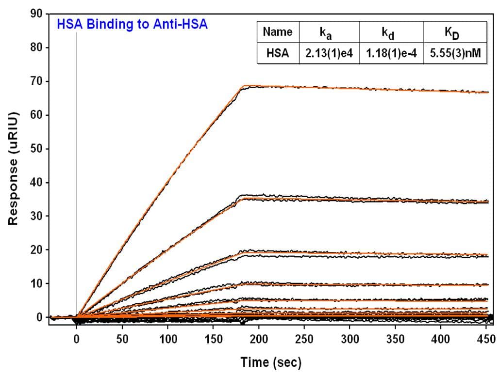 ALB / Serum Albumin Antibody (clone 12D12)