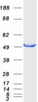 Human IFT57 / HIPPI Protein (Recombinant Myc-DDK (Flag))