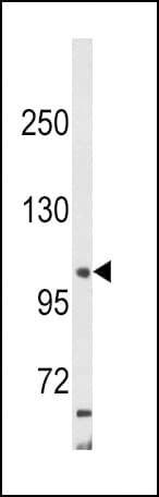AP2A2 Antibody (aa610-637)